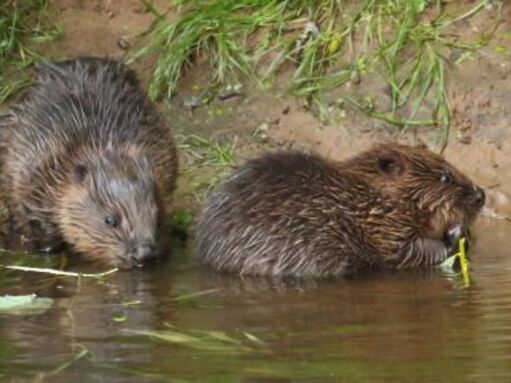 Where to see beavers | The Wildlife Trusts